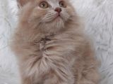 Nadi̇r Renk Fawn Di̇şi̇ Brittish Longhair