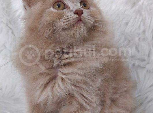 Nadi̇r Renk Fawn Di̇şi̇ Brittish Longhair