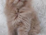 Nadi̇r Renk Fawn Di̇şi̇ Brittish Longhair