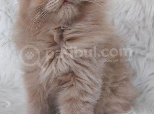 Nadi̇r Renk Fawn Di̇şi̇ Brittish Longhair görsel