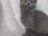 Safkan Di̇şi̇ Bri̇tti̇sh Shorthair