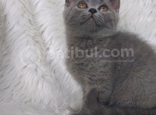 Safkan Di̇şi̇ Bri̇tti̇sh Shorthair