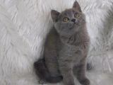 Safkan Di̇şi̇ Bri̇tti̇sh Shorthair