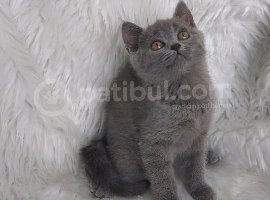 Safkan Di̇şi̇ Bri̇tti̇sh Shorthair görsel