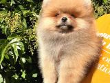 3 Aylık Tuvalet Eğitimi Almış Orijinal Pomeranian Boo