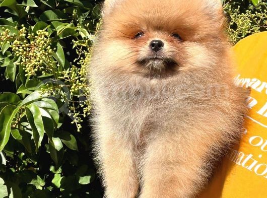 3 Aylık Tuvalet Eğitimi Almış Orijinal Pomeranian Boo görsel