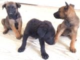Yüksek Kali̇tede Belçi̇ka Mali̇nos Yavrulari