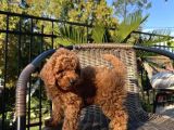 Sağlik Ve Irk Garanti̇li̇ Red Brown Toy Poodle Yavrularimiz