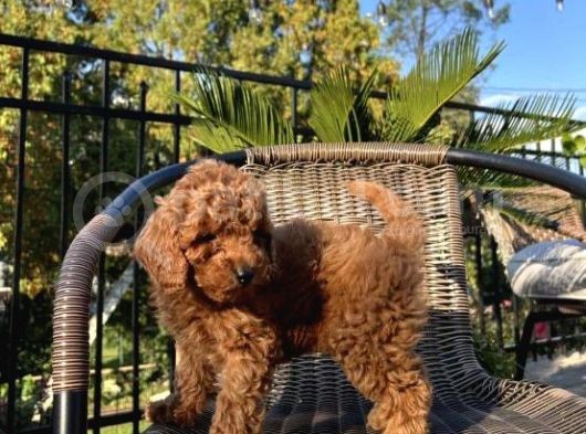 Sağlik Ve Irk Garanti̇li̇ Red Brown Toy Poodle Yavrularimiz