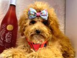 Orji̇nal Poodle Yavrular