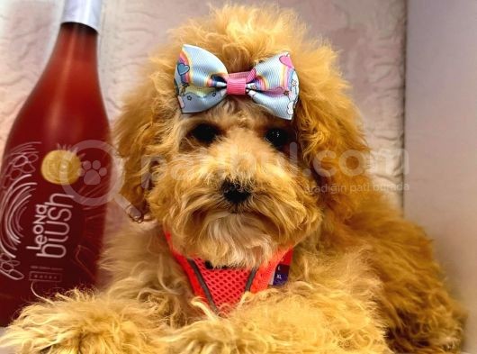 Orji̇nal Poodle Yavrular