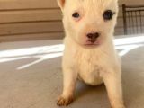 Husky E