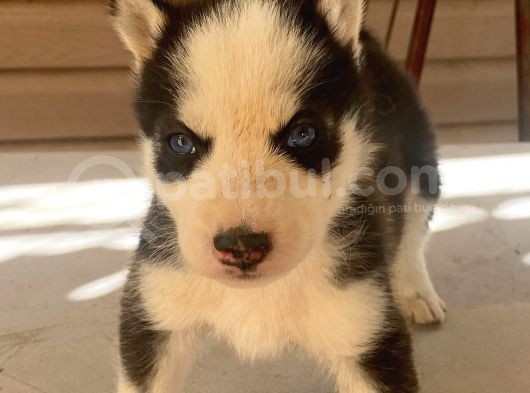 Husky E görsel