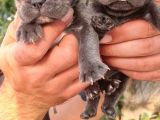 Blue French Bulldog Yavrular