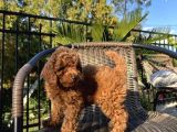 Sağlik Ve Irk Garanti̇li̇ Red Brown Toy Poodle Yavrularimiz