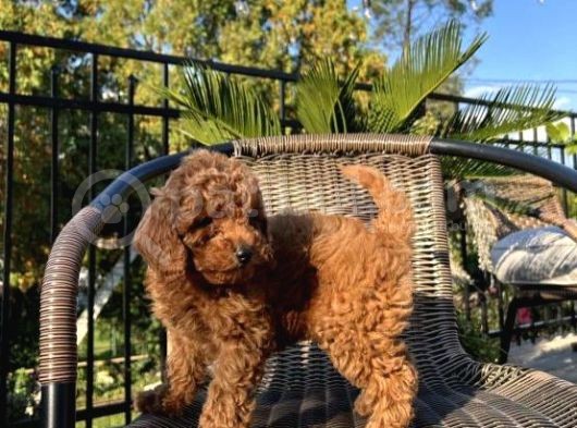 Sağlik Ve Irk Garanti̇li̇ Red Brown Toy Poodle Yavrularimiz görsel