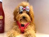 Orji̇nal Poodle Yavrular