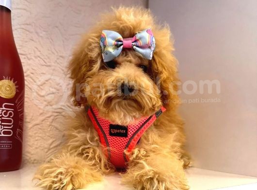 Orji̇nal Poodle Yavrular görsel