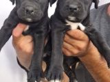 Cane Corsa Yavrular