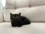 Çikolata British Shorthair