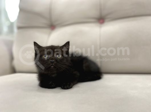 Çikolata British Shorthair görsel