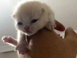 Scottish Fold