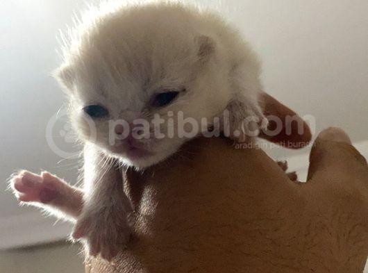 Scottish Fold görsel
