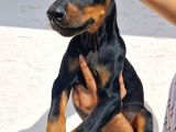 Doberman Yavrular