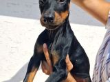 Doberman Yavrular