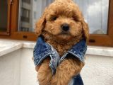Sağlık Ve Irk Garantili Poodle Yavrularımız