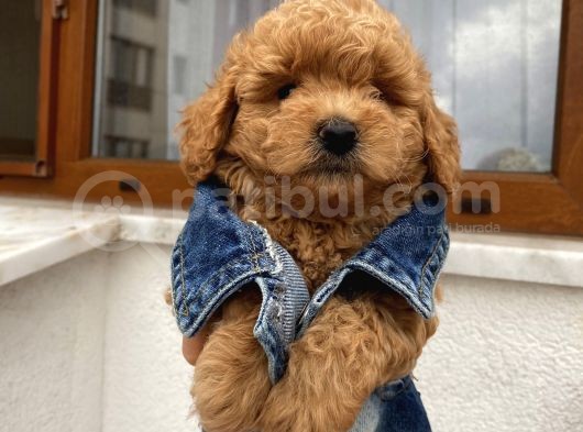 Sağlık Ve Irk Garantili Poodle Yavrularımız görsel