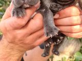 Blue French Bulldog Yavrular