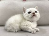 Lynx Point British Shorthair Erkek