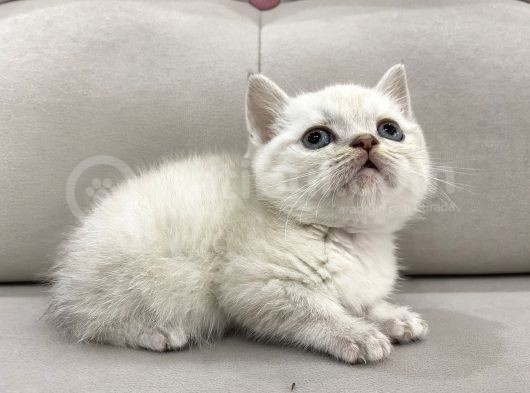 Lynx Point British Shorthair Erkek