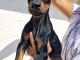 Doberman Yavrular