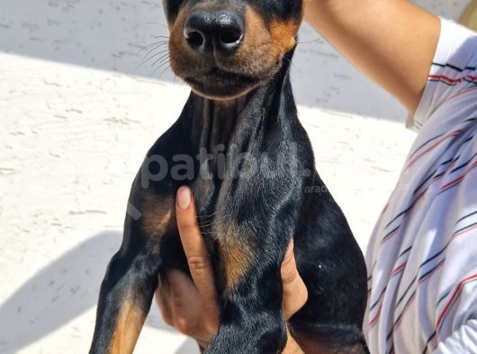 Doberman Yavrular görsel