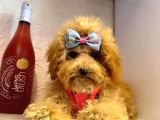 Orji̇nal Poodle Yavrular