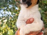 Jack Russel Yavrular