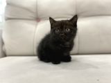 Çikolata British Shorthair