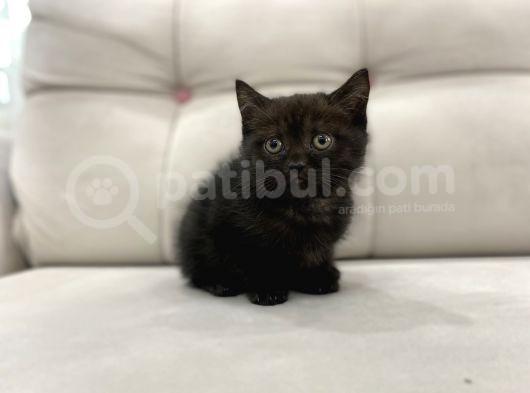 Çikolata British Shorthair