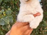 Jack Russel Yavrular