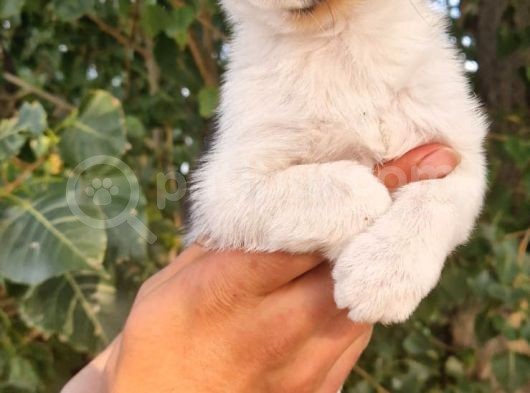 Jack Russel Yavrular