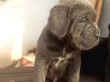 Cane Corsa Yavrular