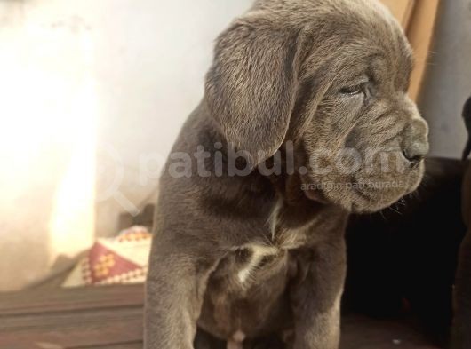 Cane Corsa Yavrular görsel