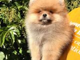 3 Aylık Tuvalet Eğitimi Almış Orijinal Pomeranian Boo