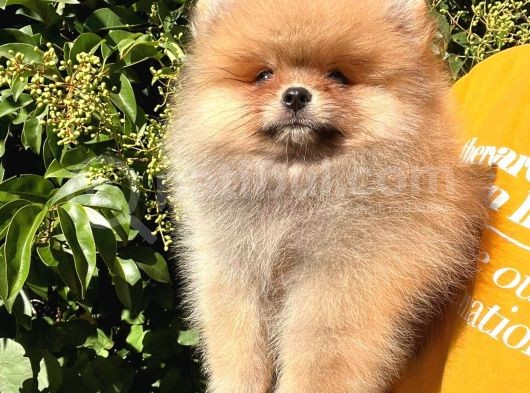 3 Aylık Tuvalet Eğitimi Almış Orijinal Pomeranian Boo görsel