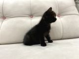 Çikolata British Shorthair