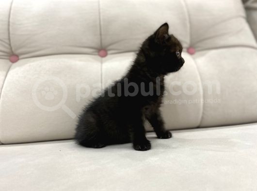 Çikolata British Shorthair görsel
