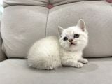 Lynx Point British Shorthair Erkek
