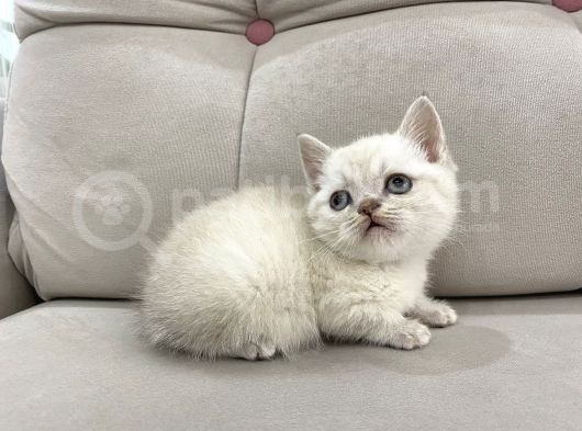 Lynx Point British Shorthair Erkek görsel